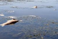 جلوگیری از ورود ۲۰هزار مترمکعب فاضلاب به تالاب انزلی با تخصیص اعتبارات مورد نیاز و تکمیل طرح فاضلاب انزلی