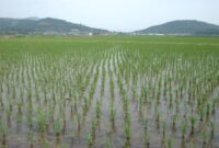 پنجمین مرحله آبگذاری کانال‌های آبیاری شبکه سفیدرود با تاخیر انجام خواهد شد