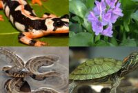 ممنوعیت عرضه و فروش غیرمجاز گونه‌های جانوری و گیاهی