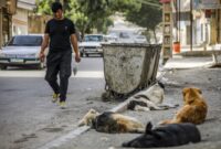 خطرات نادیده‌گرفته‌شده؛ سگ‌های ولگرد و سلامت عمومی