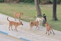 چالش سگ‌های ولگرد؛ میان امنیت شهروندان و حقوق حیوانات